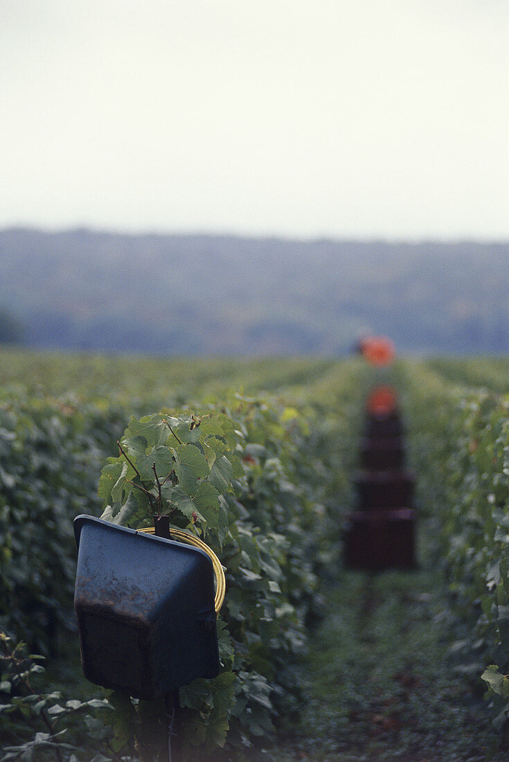 Korb für Weinlese