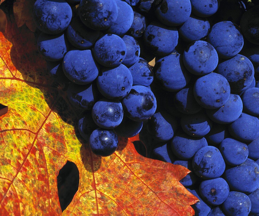 Tempranillo-Trauben, Dominio de Pingus, Castilla y León, Spanien