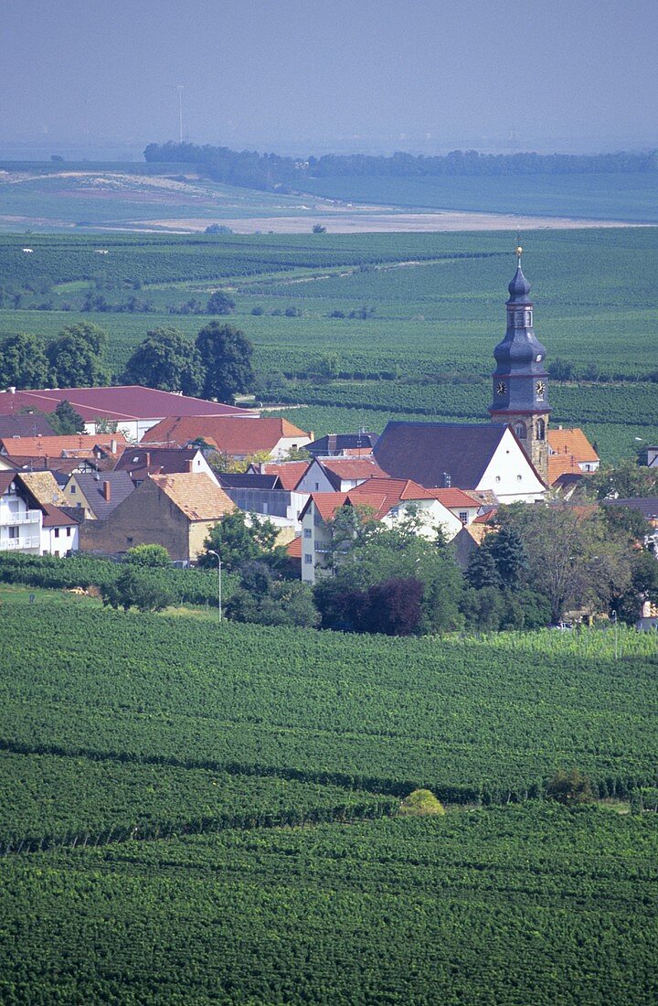 'Kallstadter Saumagen' single vineyard site, Kallstadt, Palatinate, Germany