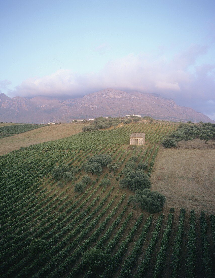Vineyard near Alcamo, Sicily, Italy