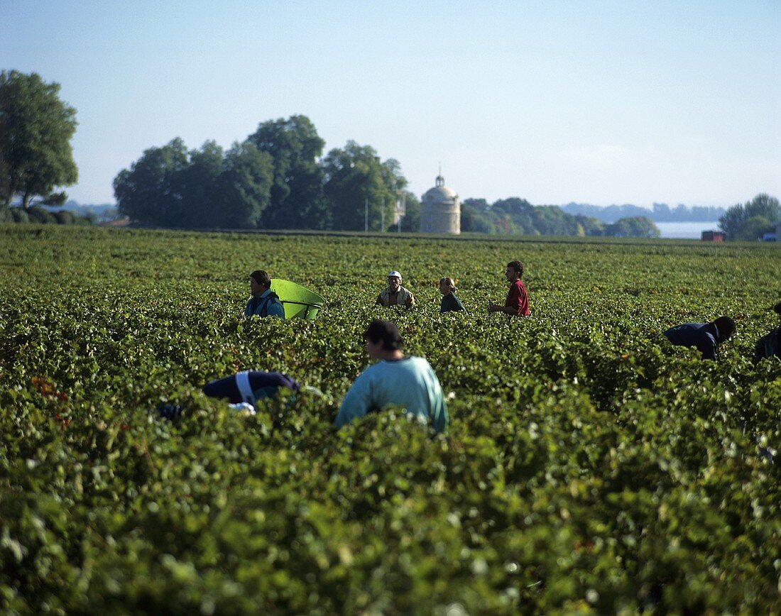 Weinlese des Château Latour, Pauillac, Bordeaux, Frankreich