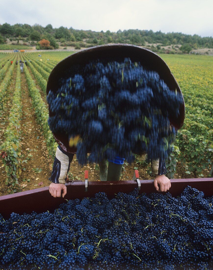 Grape-picker emptying basket of red wine grapes, Burgundy, France