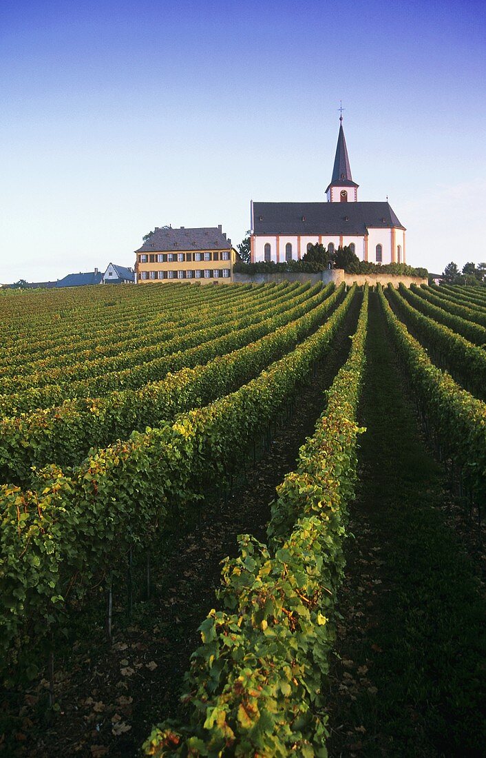 'Hochheimer Domdechaney' Einzellage (single vineyard), Rheingau, DE