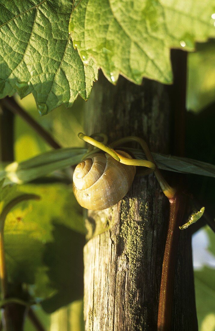 Snail, 'Wiltinger Schlangengrube', Germany