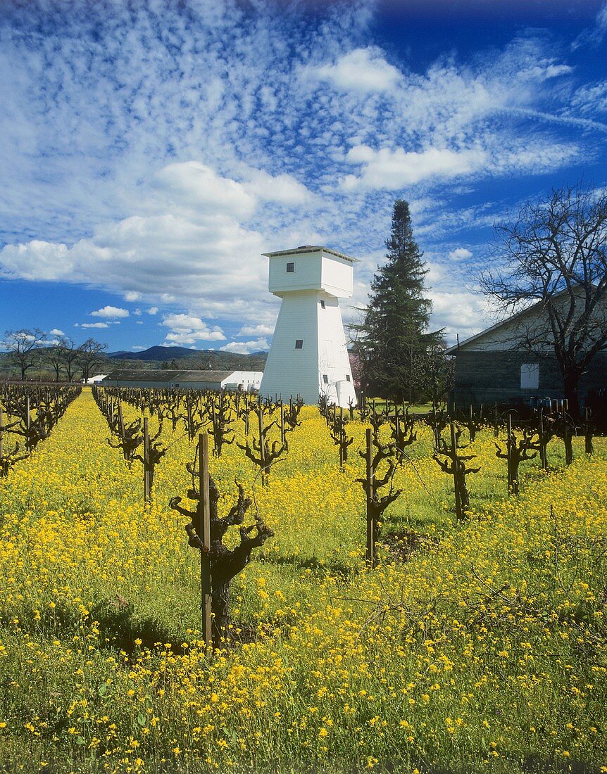 Whitehall Lane Winery, Napa Valley, Kalifornien, USA