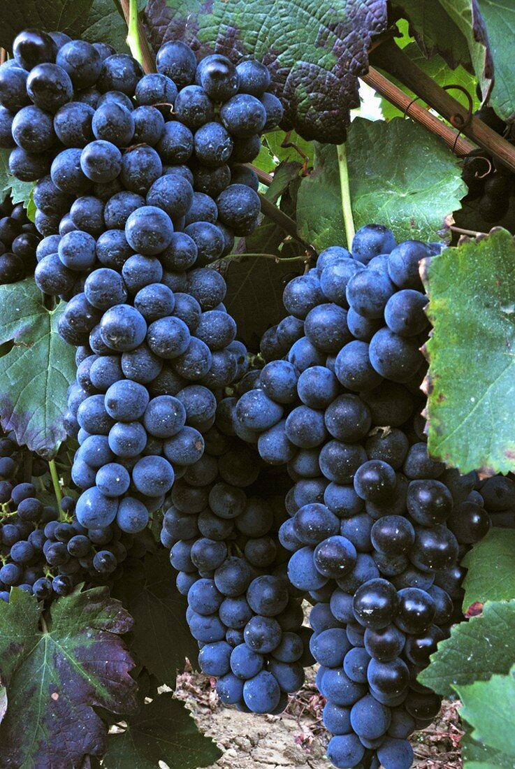 Barbera grapes, Piacenza, Emilia-Romagna, Italy