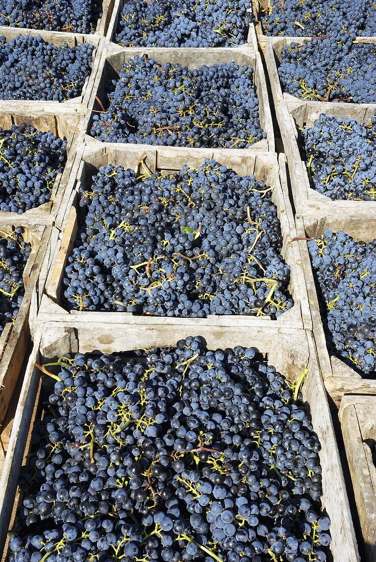 Picked Bonarda grapes, Piacenza, Emilia-Romagna, Italy