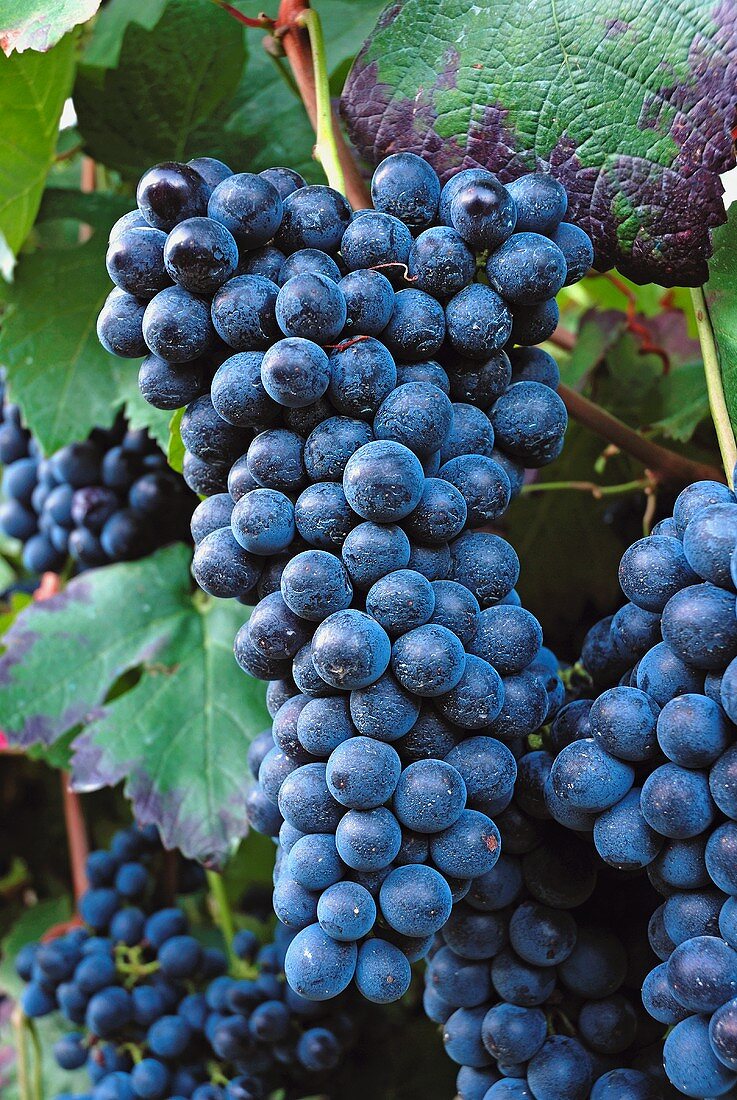 Barbera grapes, Piacenza, Emilia-Romagna, Italy