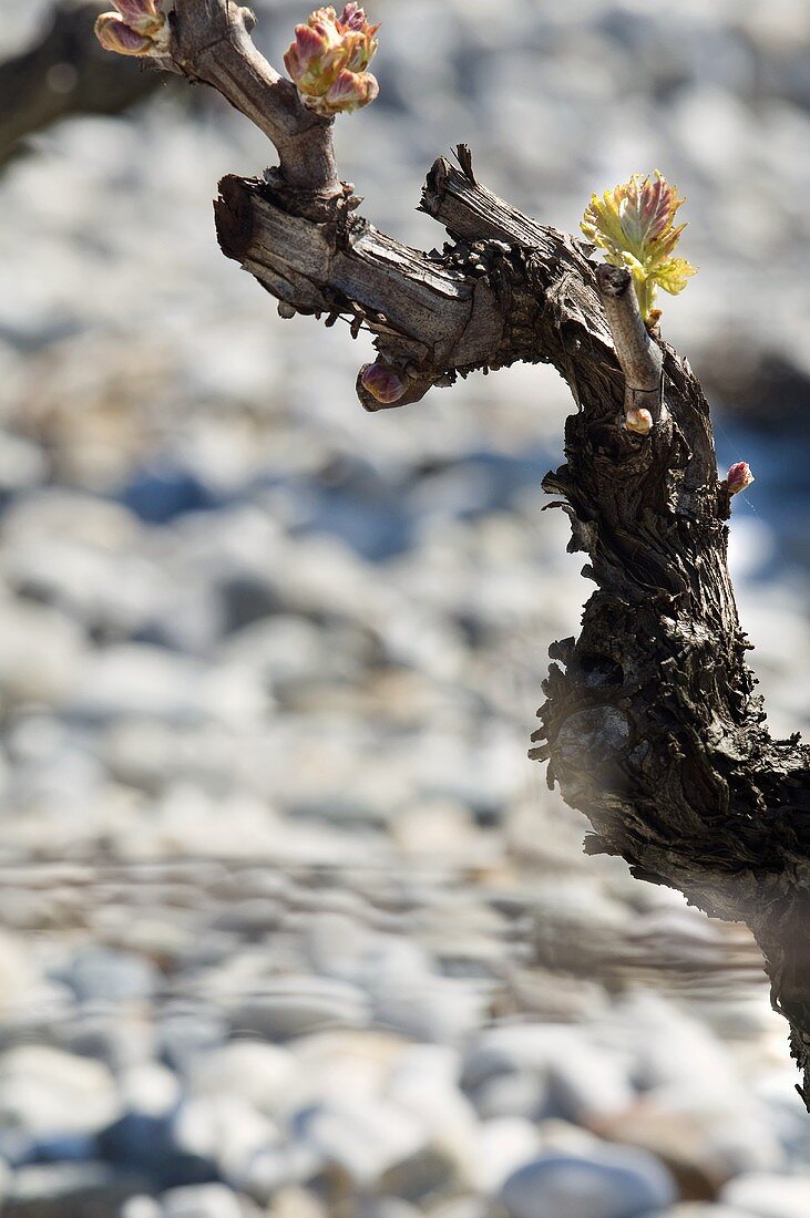 Old vine with shoots, terroir, Saint-Estèphe, Médoc, France