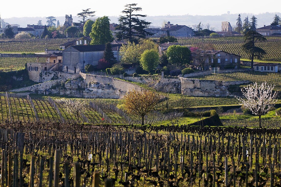 Vines near the town of St-Émilion, Bordeaux, France