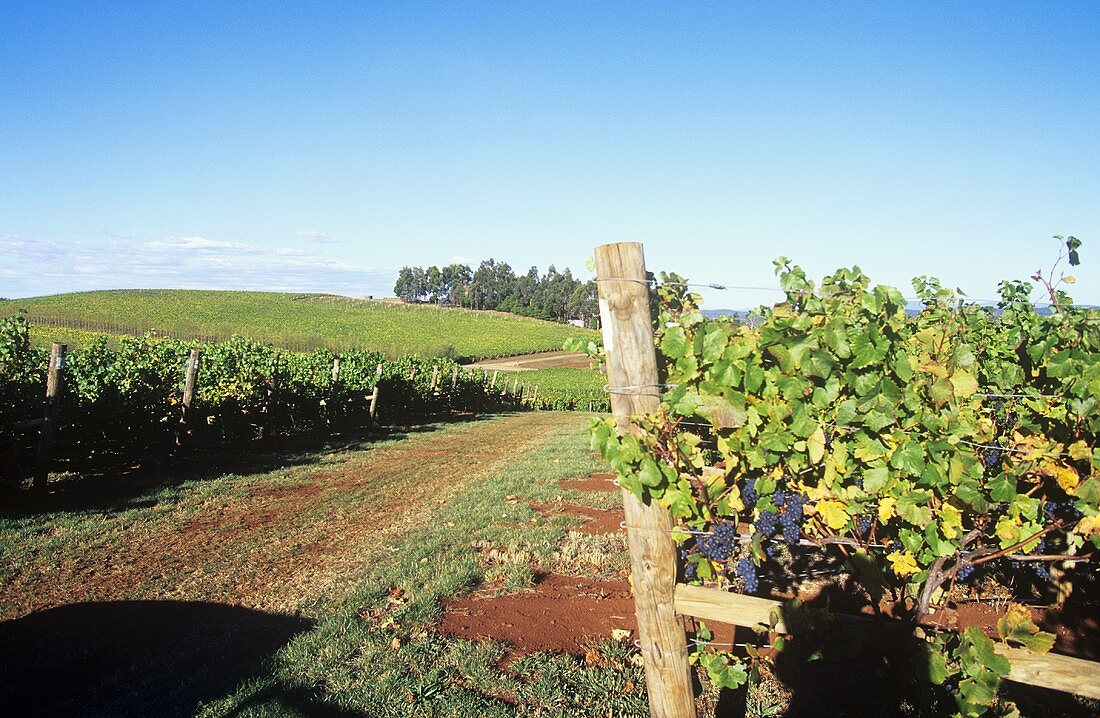 Pipers Brook Vineyard, Tasmania