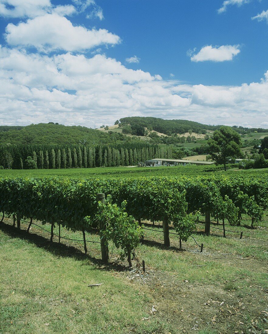 Vineyard, Petaluma Winery, Adelaide Hills, S. Australia