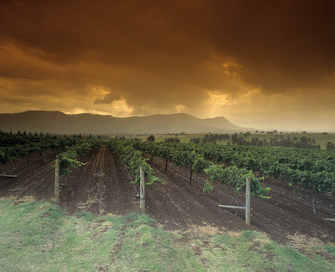 Lower Hunter Valley, New South Wales, Australien