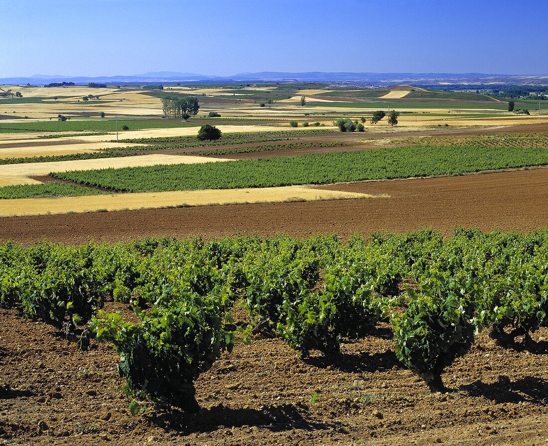 Tinto Fino, Dominio de Pingus, La Horra, Castilla y León, Spanien