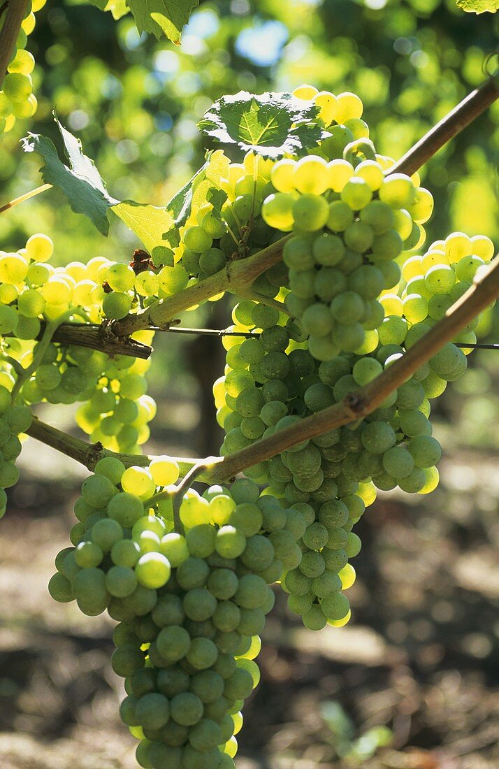 Silvaner grapes hanging on the vine