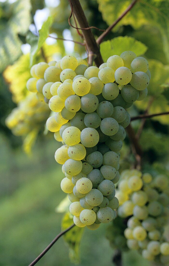 Maturana Blanca-Trauben (Ribadavia), D.O.Ca-Traube im Rioja