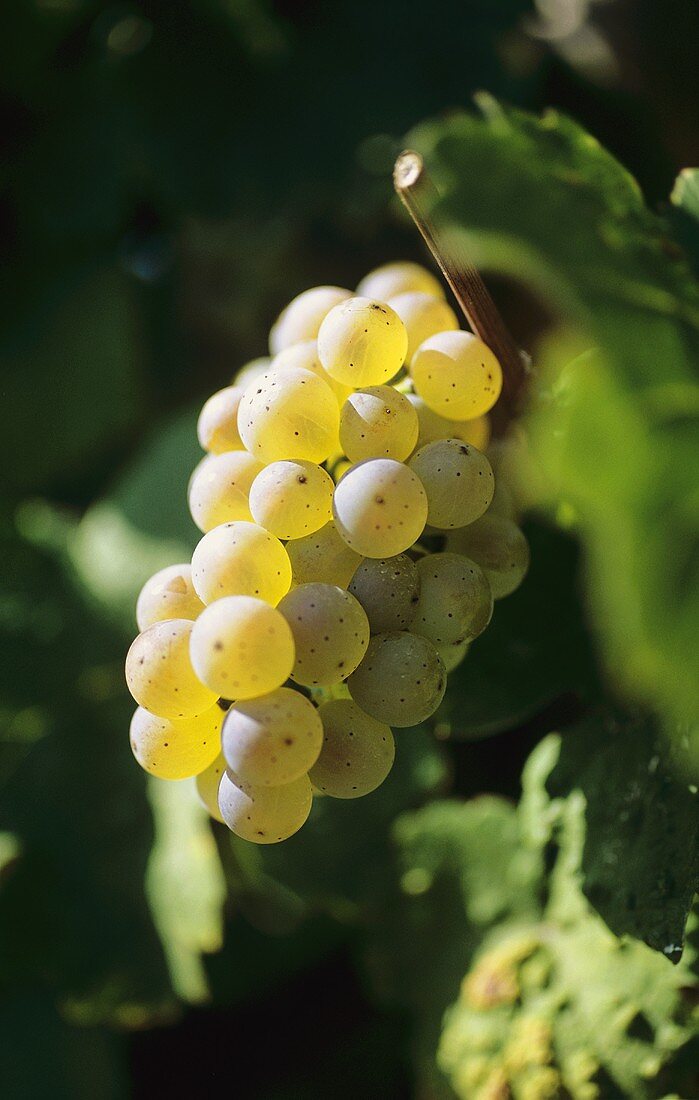Weißburgunder-Traube (Pinot Blanc)