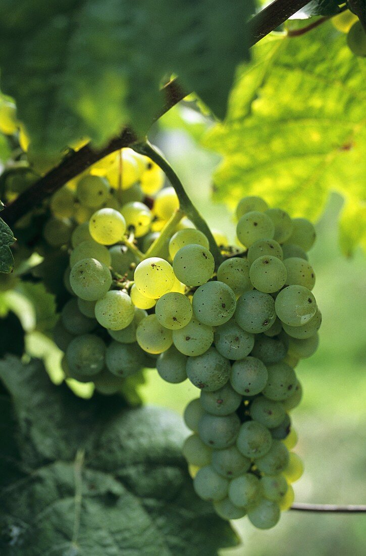 Bacchus-Traube hängt am Rebstock