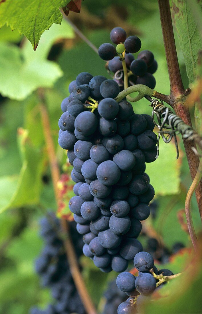 Monastel grapes (Graciano), DOCa grape variety from Rioja