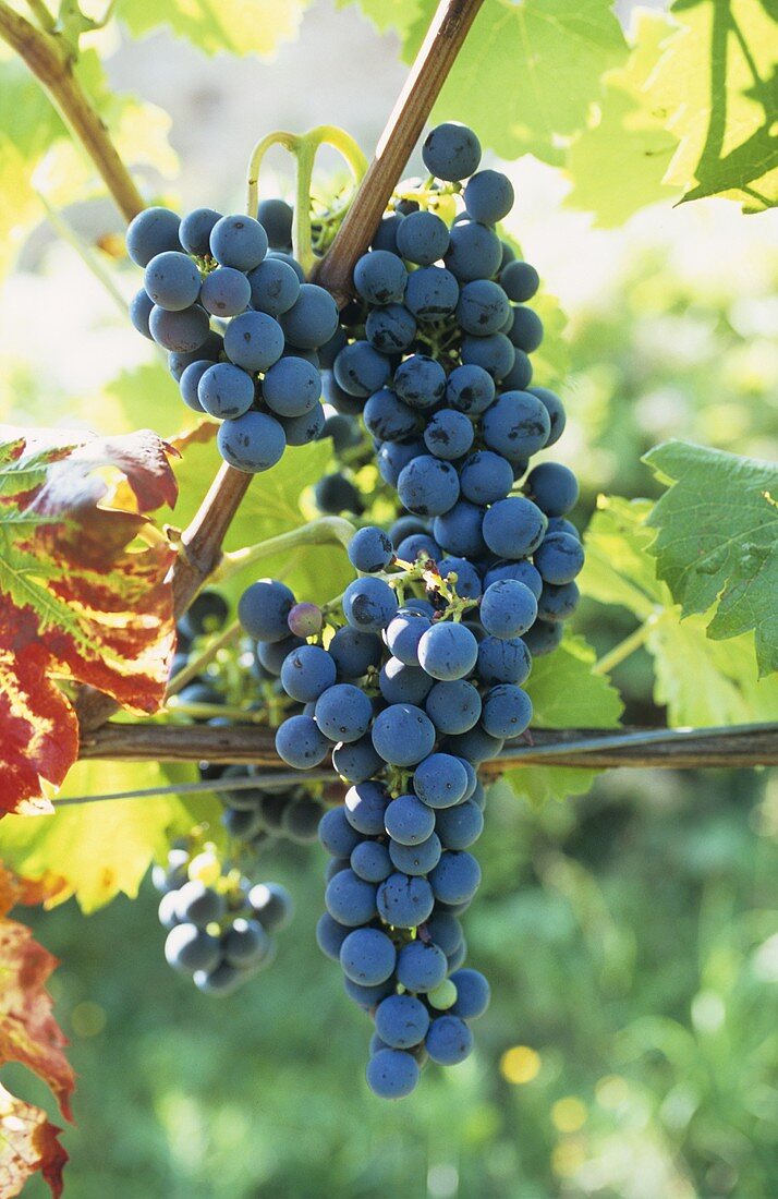 Maturana Tinta grapes, DOCa grape variety from Rioja