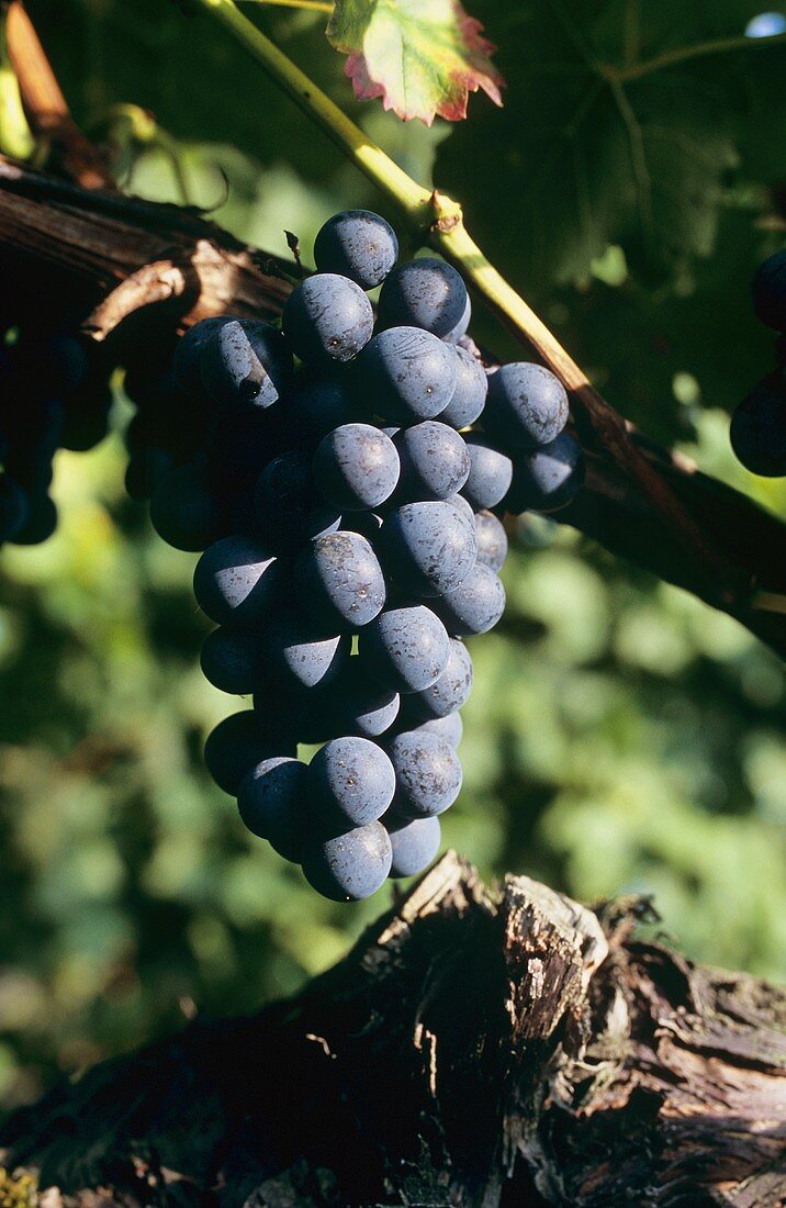 Maturana Parda-Traube, D.O.Ca-Rensorte aus dem Rioja