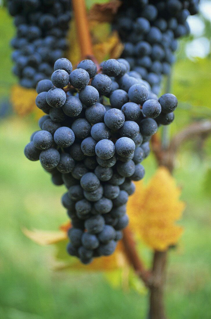 Blauer Wildbacher, ripe grapes hanging on the vine