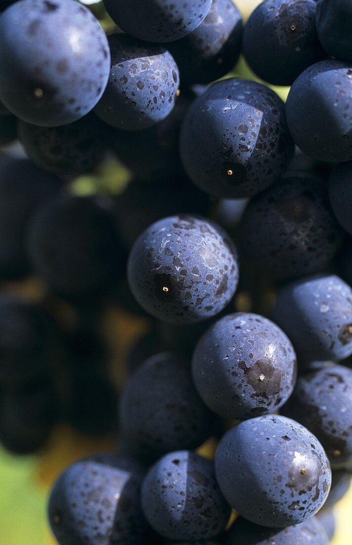 Tannat noir grapes, DOCa grapes from Rioja