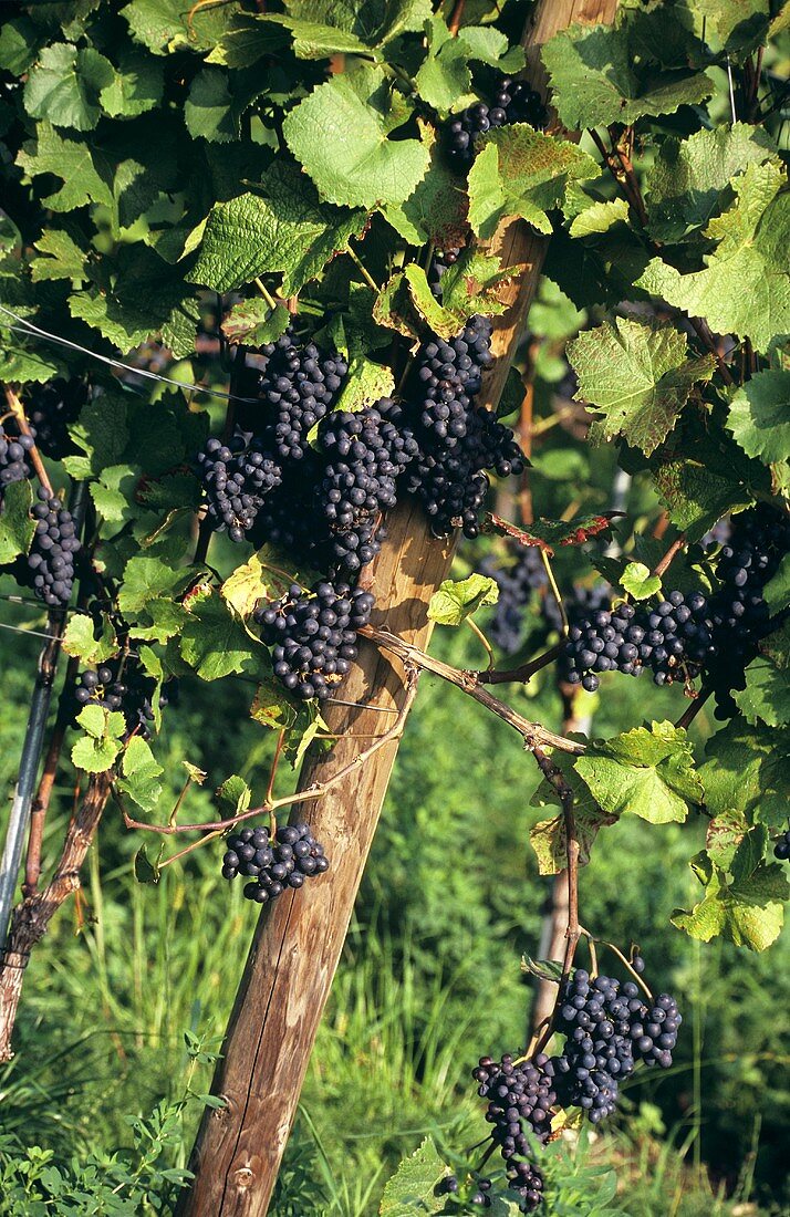 Heroldrebe, ripe grapes on the vine