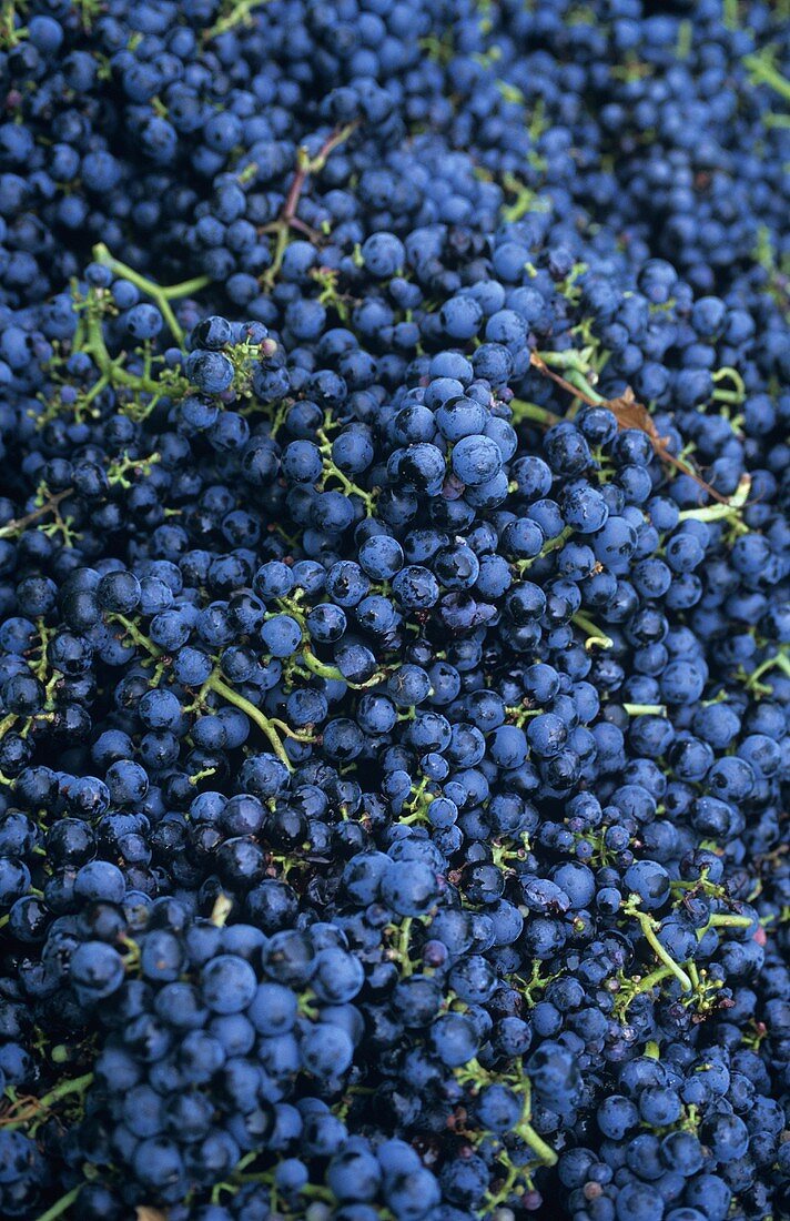 Healthy Merlot grapes from the Palatinate, Germany