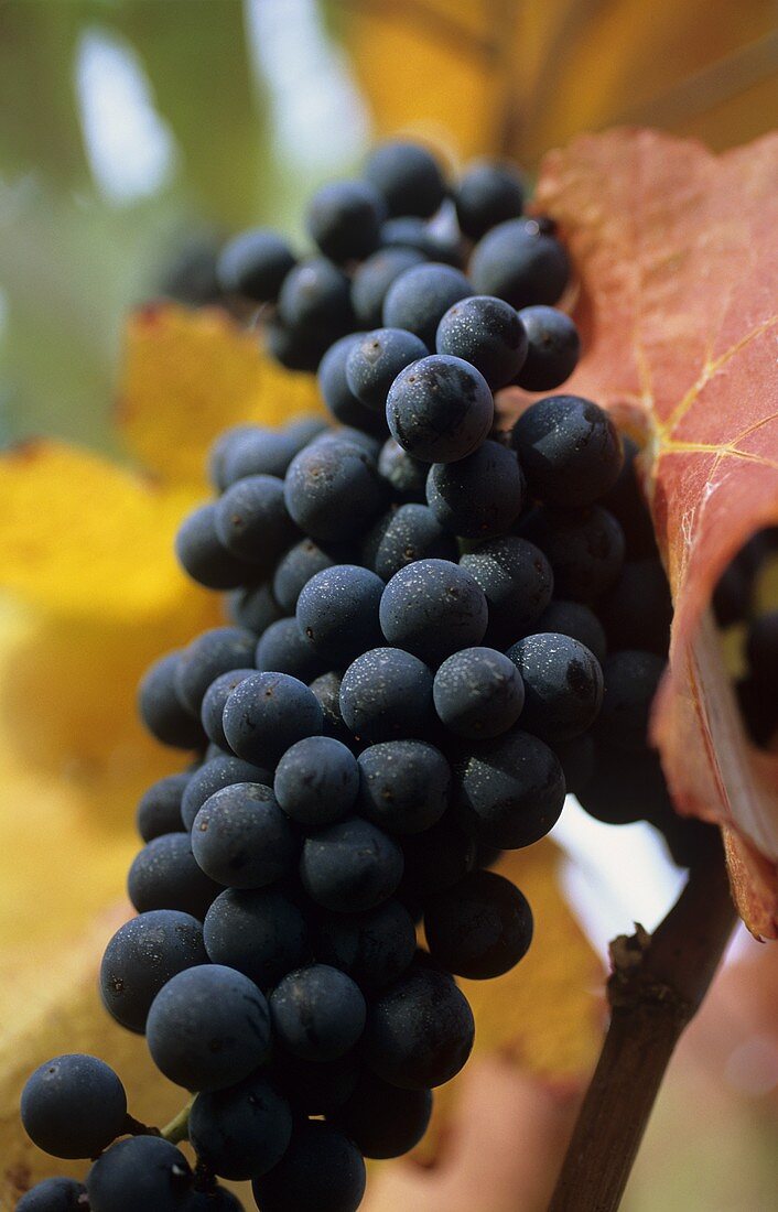 Cabernet Sauvignon grapes hanging on the vine