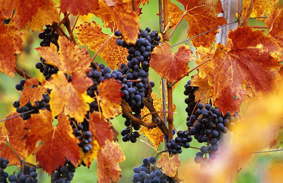 Dornfelder grapes hanging amongst red vine leaves