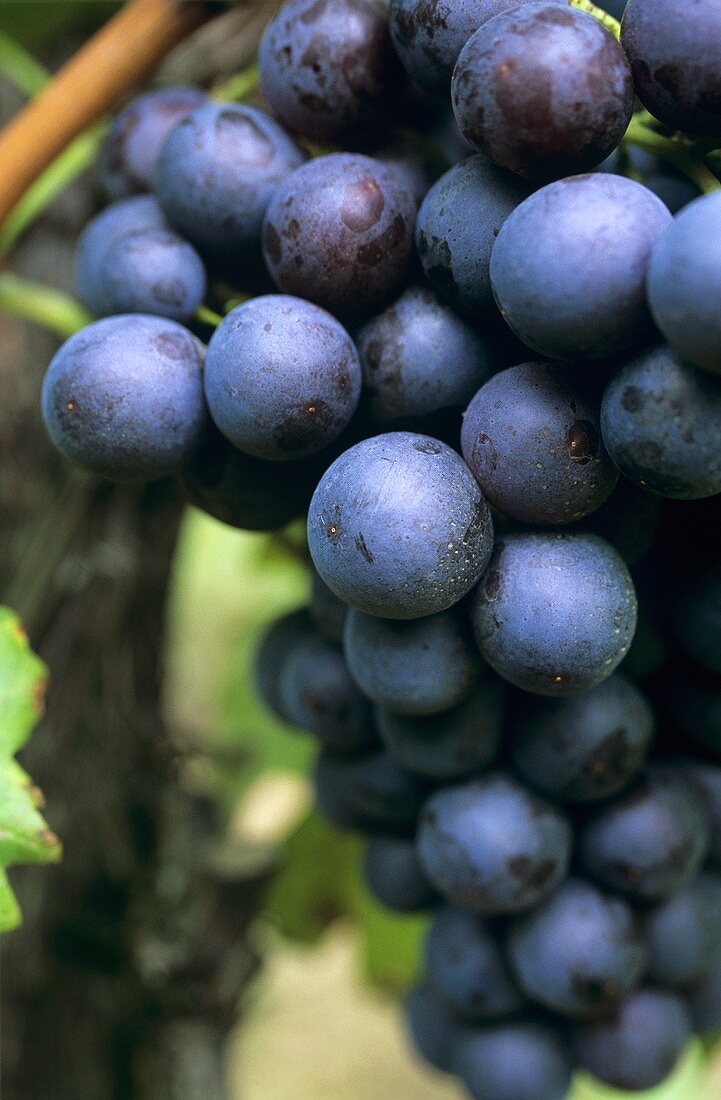 Ripe Trollinger grapes hanging on the vine