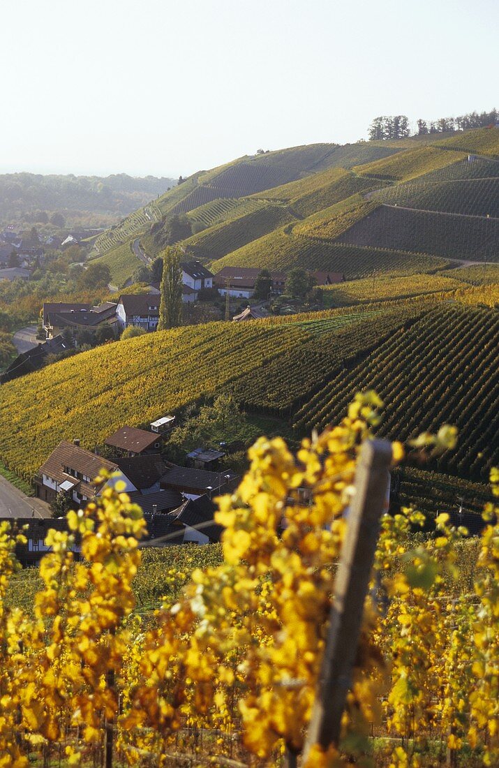 'Durbacher Plauelrain' Einzellage (single vineyard), Ortenau, Baden