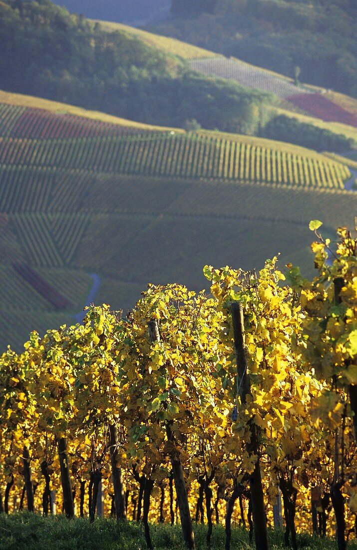 Autumn in vineyard near Durbach, Ortenau, Baden