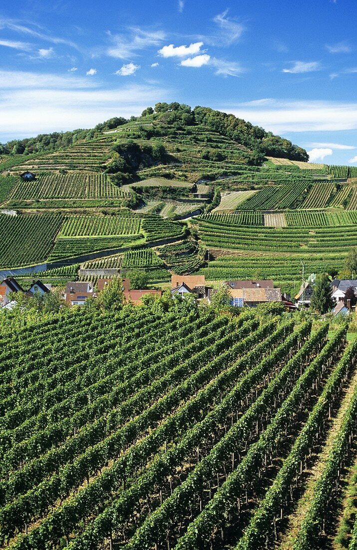 'Achkarrener Schlossberg' Einzellage (single vineyard), Kaiserstuhl, Baden