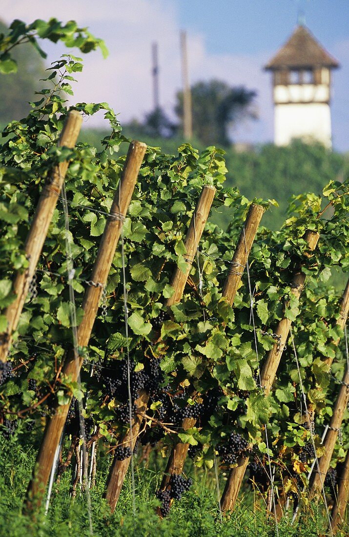 Rows of vines with Spätburgunder grapes, L. Constance, Baden