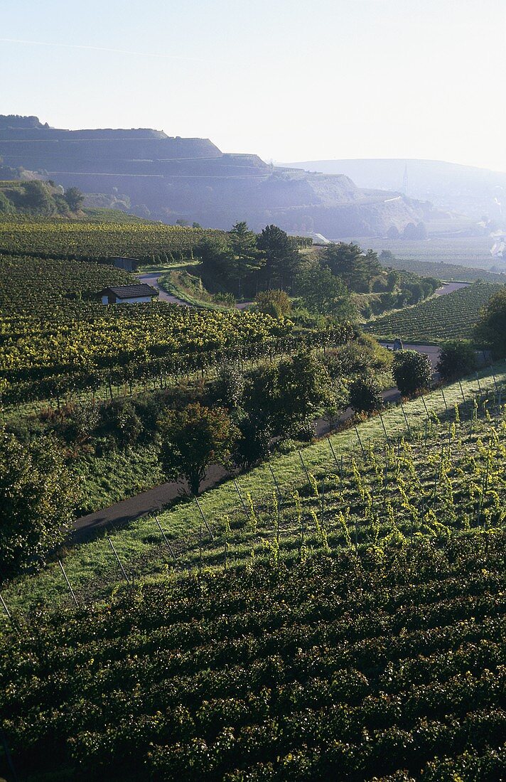 Morning in vineyard near Ihringen, Kaiserstuhl, Baden, Germany