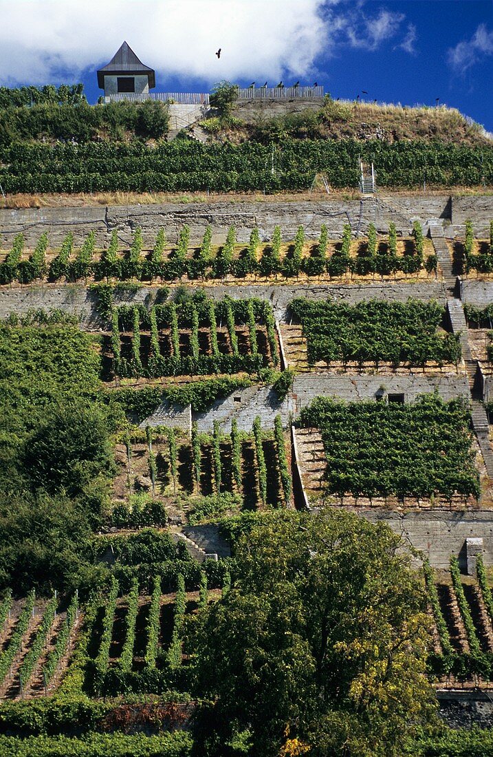 Terraced vines, 'Ihringer Winklerberg', Kaiserstuhl, Baden