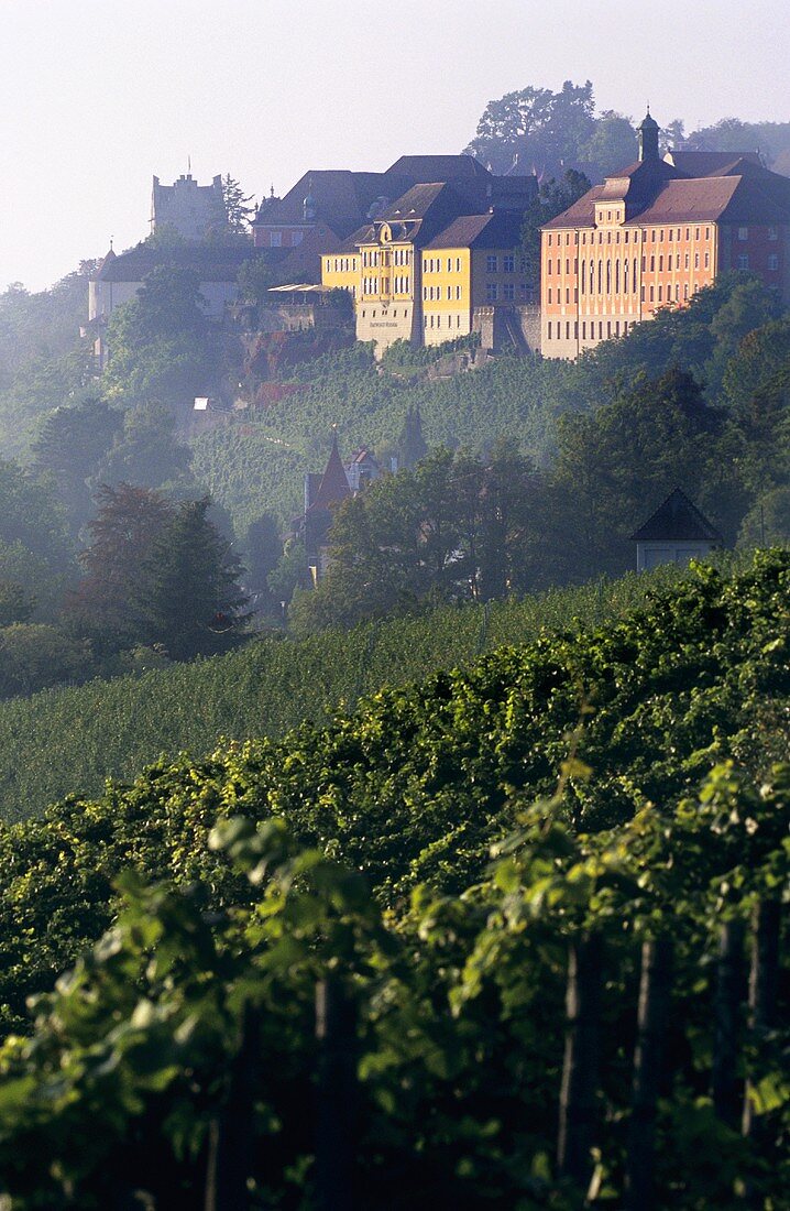 'Meersburger Rieschen' Einzellage (single vineyard), view of Meersburg
