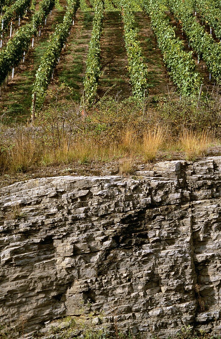 Verwitterter Muschelkalkboden, 'Würzburger Stein', Franken, Deutschland