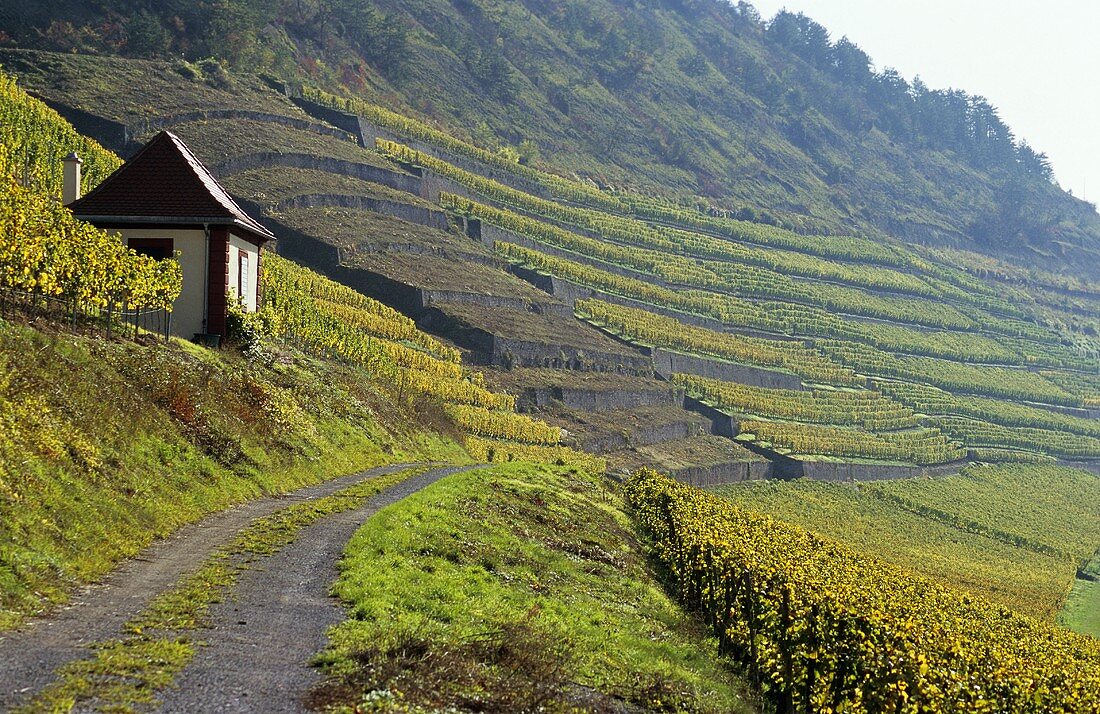 Weinbergshäuschen in der Lage 'Homburger Kallmuth', Franken, Deutschland