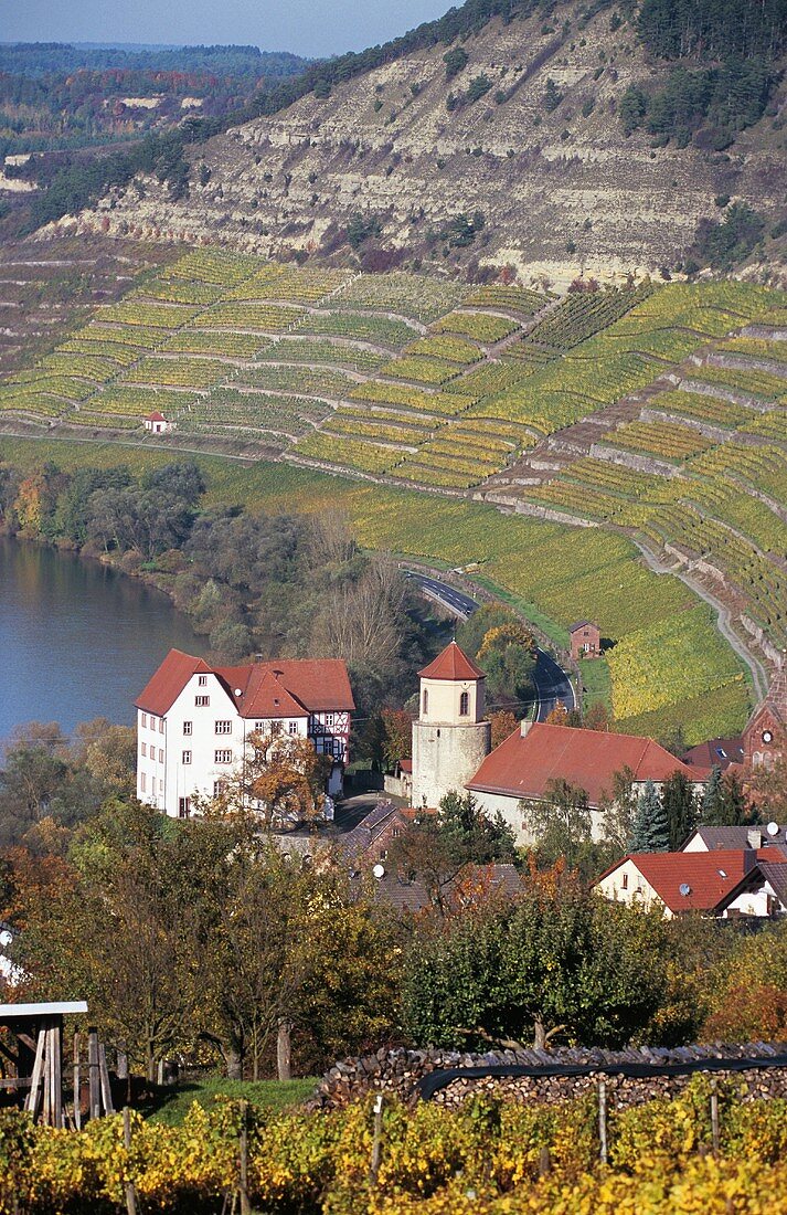 'Homburger Kallmuth' Einzellage, Homburg am Main, Franconia, Germany