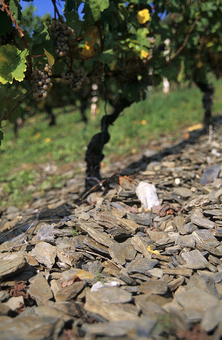 Weathered shale, 'Bacharacher Posten' Einzellage, Middle Rhine, Germany