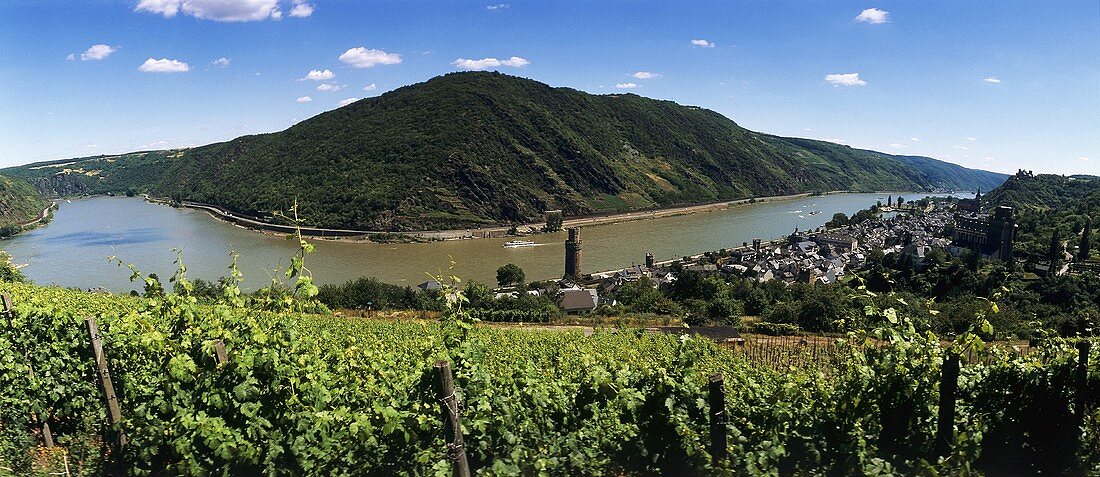 Vineyard with wine town of Oberwesel, Middle Rhine, Germany