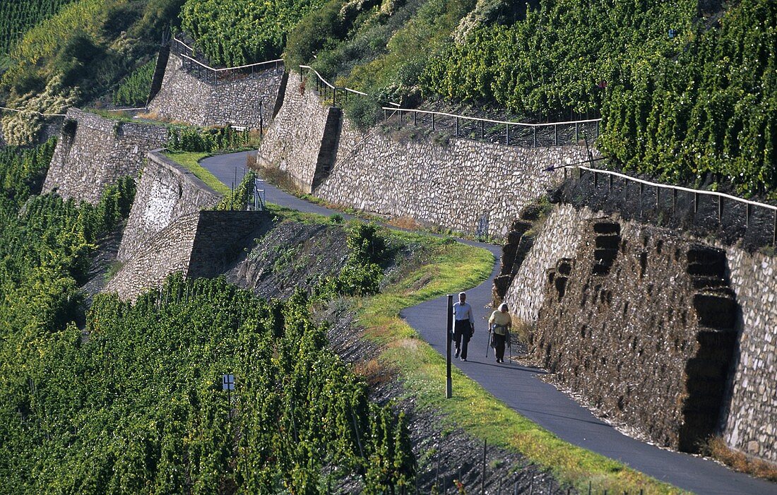 Walkers, 'Bopparder Hamm' Einzellage, Middle Rhine, Germany