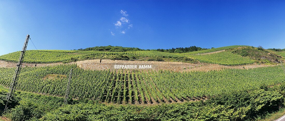 'Bopparder Hamm' Einzellage (single vineyard), Middle Rhine, Germany