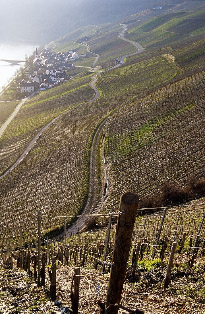 Einzellage 'Piesporter Goldtröpfchen', Piesport, Mosel, Deutschland