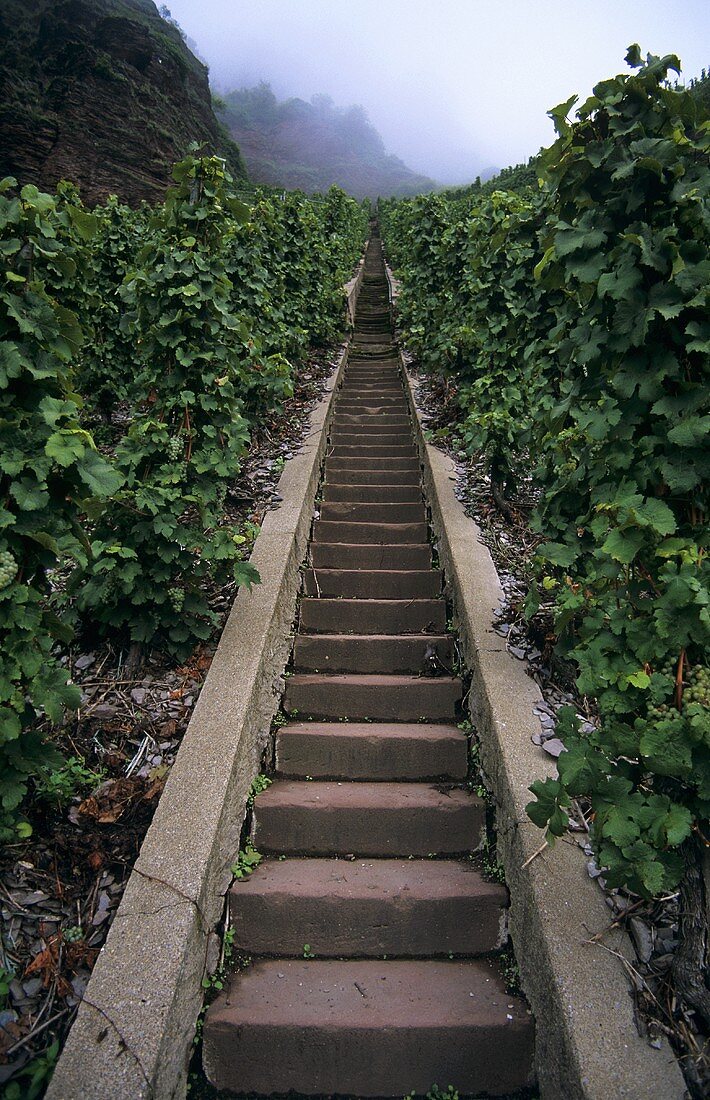 'Erdener Treppchen' Einzellage (single vineyard), Erden, Mosel, Germany