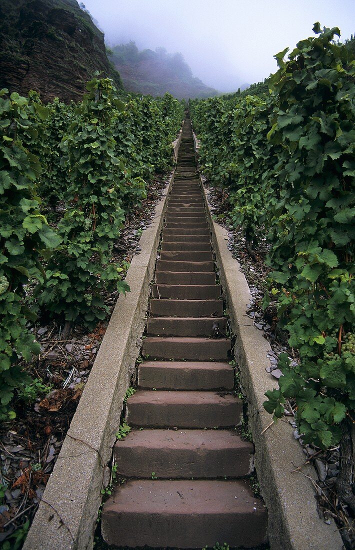 Einzellage 'Erdener Treppchen', Erden, Mosel, Deutschland