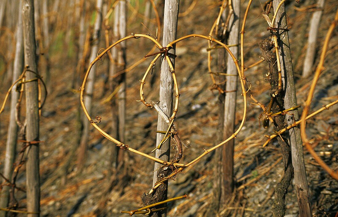 Vine training in the 'Ganzbogen' ('whole bow') style, Mosel, Germany